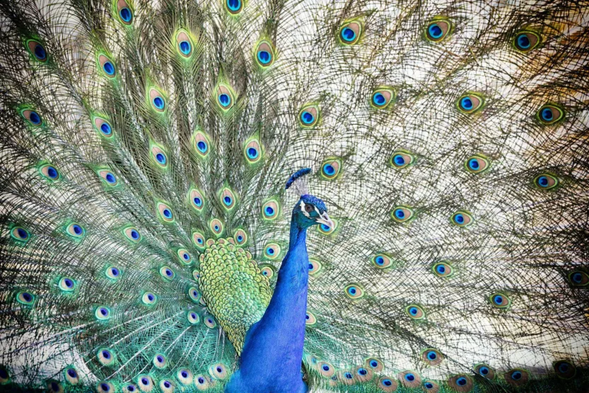 Bekijk deze blog Trots als een pauw op Webburo Spring BV